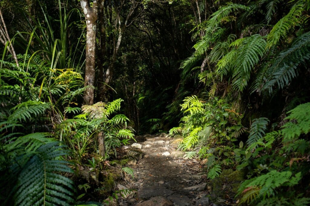 Forest path with dense green foliage creating a calm, natural setting