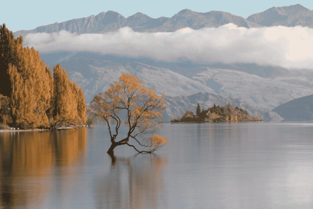 The Wanaka tree reflected in calm lake water with mountains and low cloud.