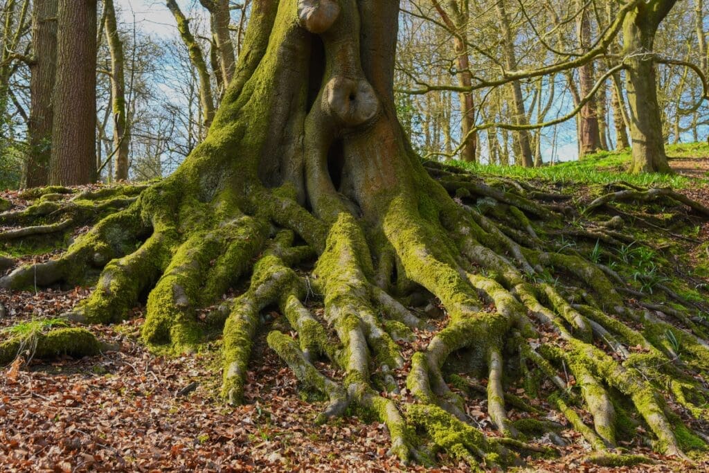 Large tree with exposed roots in a forest